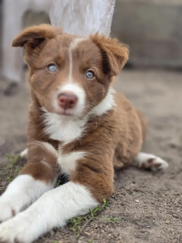 Portée de Border collie, élevage Des Lacs de la Cote d'Argent