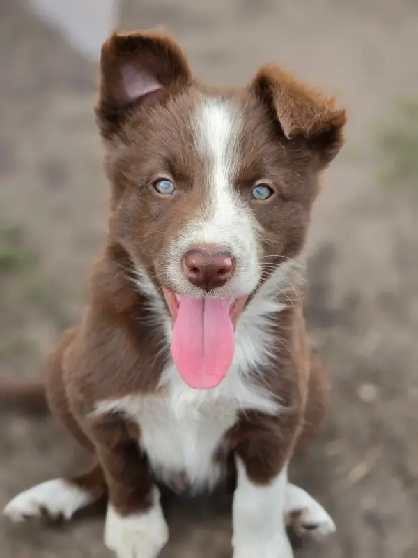 Chiot, Border collie, élevage Des Lacs de la Cote d'Argent