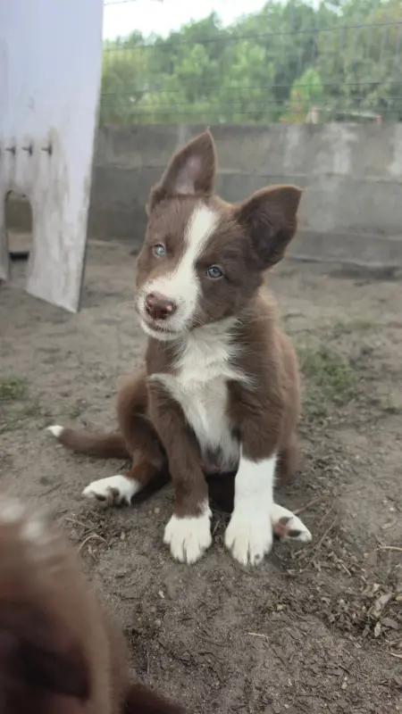 Portée de Border collie, élevage Des Lacs de la Cote d'Argent
