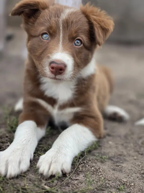 Portée de Border collie, élevage Des Lacs de la Cote d'Argent