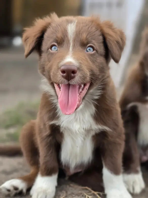 Portée de Border collie, élevage Des Lacs de la Cote d'Argent