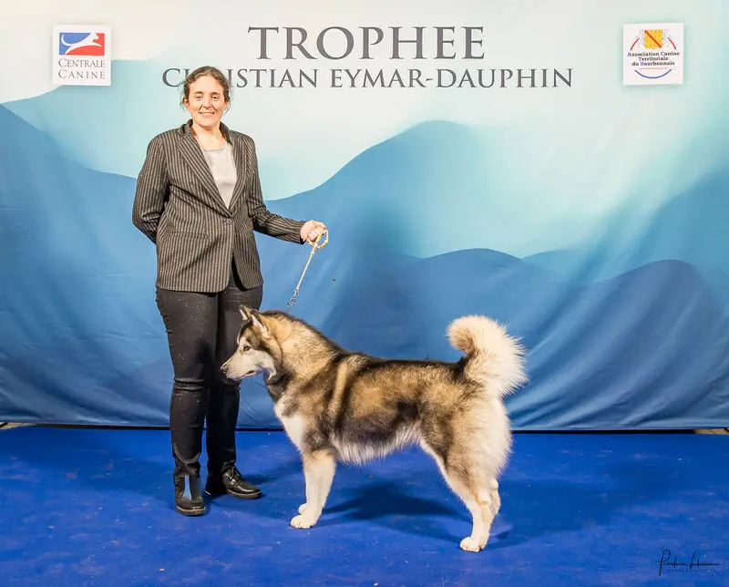 Mère de la portée de Malamute de l'Alaska, élevage De Prana des Loups