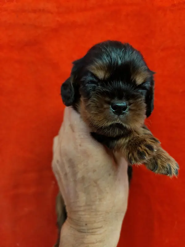 B...., Cavalier King Charles, élevage Du Souvenir des Dicks