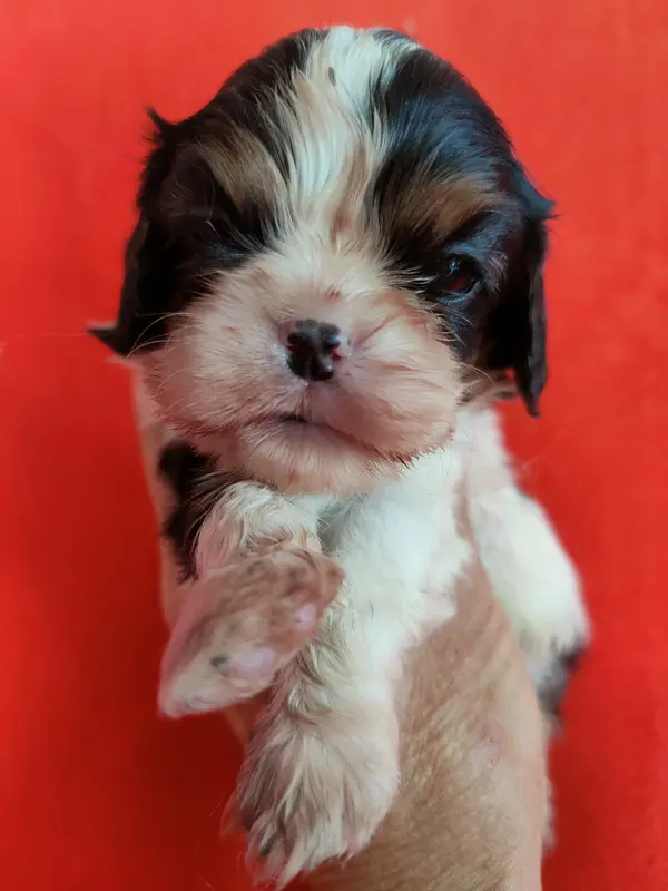 Portée de Cavalier King Charles, élevage Du Souvenir des Dicks
