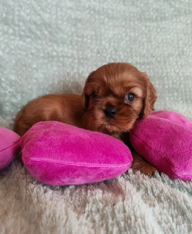 B...., Cavalier King Charles, élevage Du Souvenir des Dicks