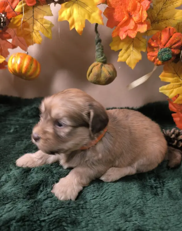 Chocolat collier orange, Bichon havanais, élevage Von Bereich Sandalvi