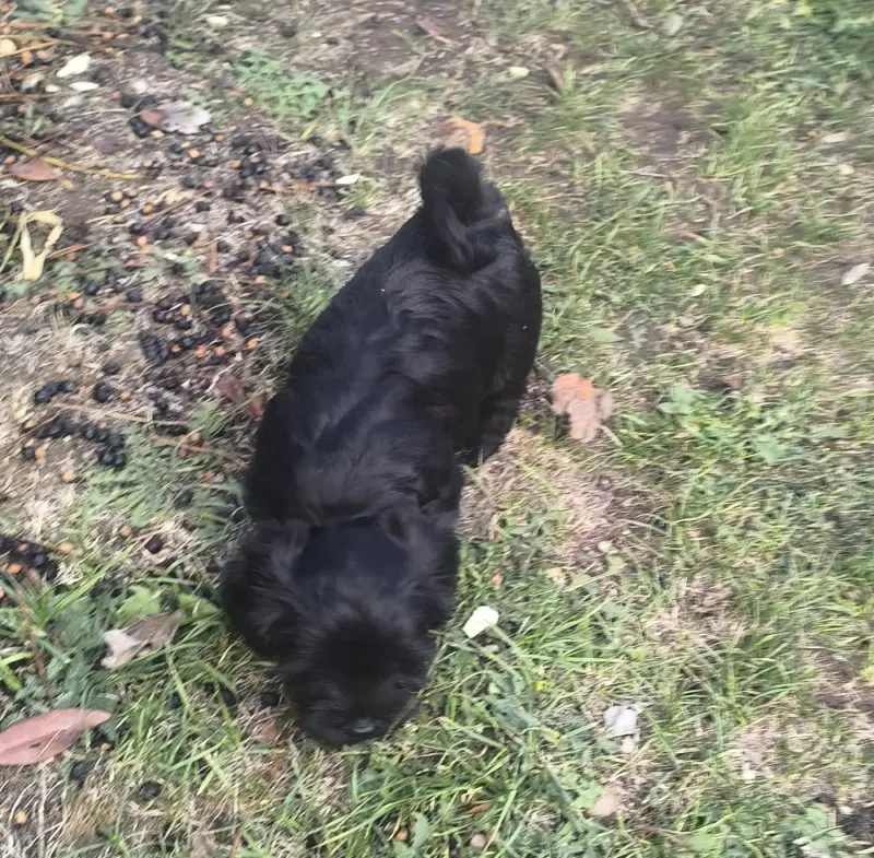 Portée de Bichon havanais, élevage Von Bereich Sandalvi