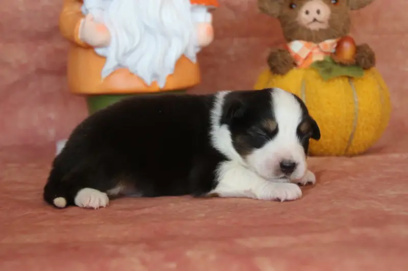 Chiot, Berger australien, élevage Du Domaine de la Canurie