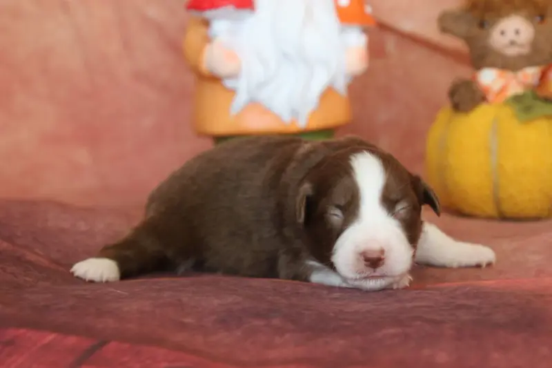 Chiot, Berger australien, élevage Du Domaine de la Canurie