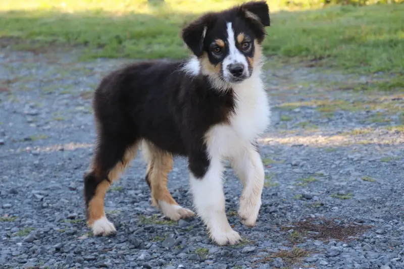 bonnie, Berger australien, élevage Du Domaine de la Canurie
