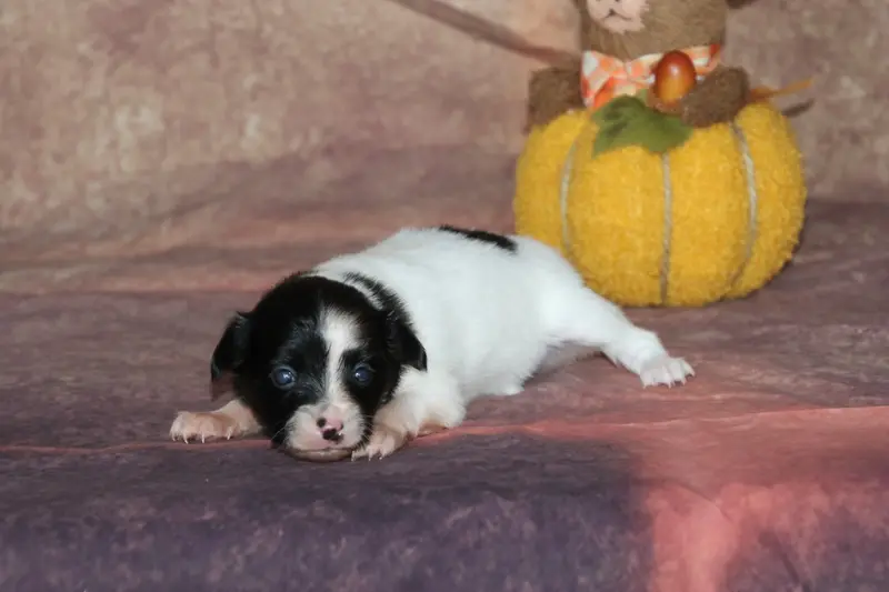 Chiot, Épagneul nain continental, élevage Du Domaine de la Canurie