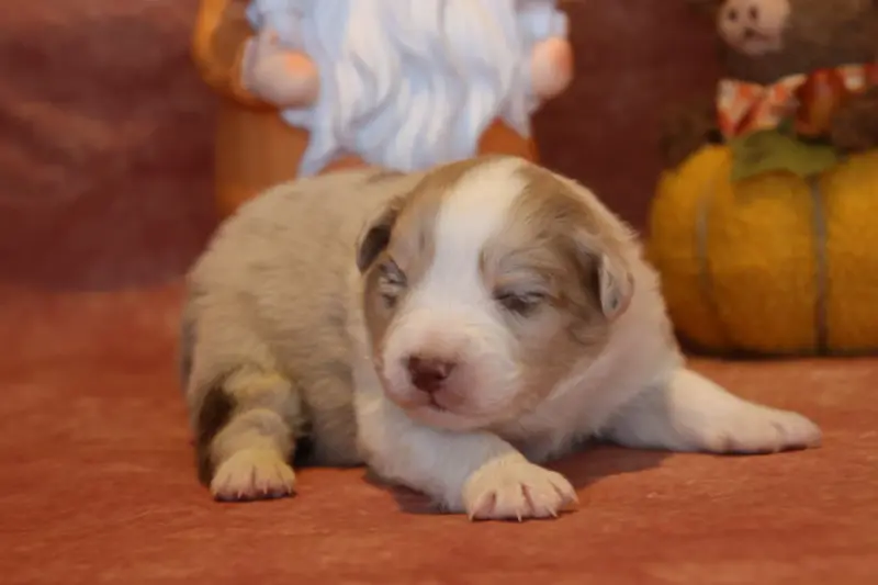 Chiot, Berger australien, élevage Du Domaine de la Canurie