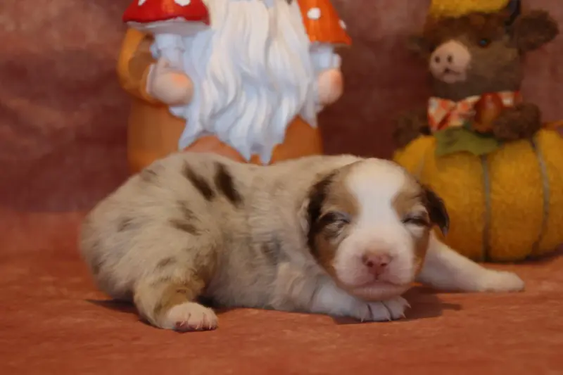 Chiot, Berger australien, élevage Du Domaine de la Canurie