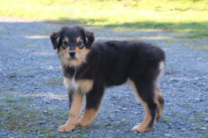 Bandit, Berger australien, élevage Du Domaine de la Canurie