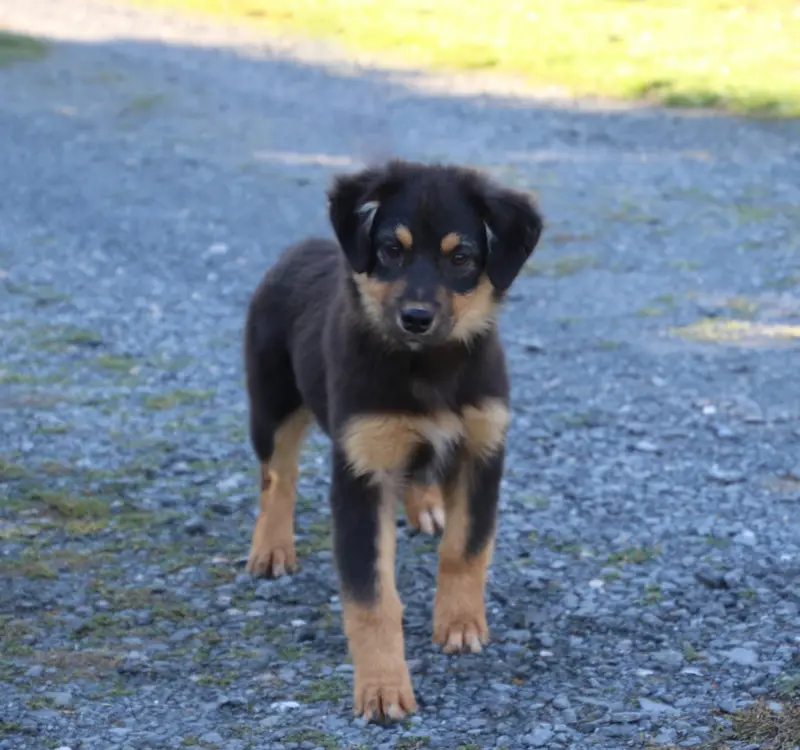 Bessy, Berger australien, élevage Du Domaine de la Canurie