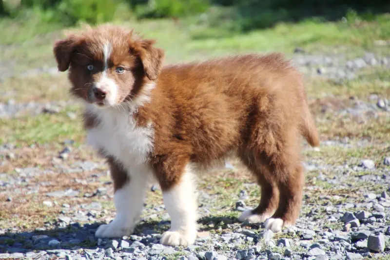 brown, Berger australien, élevage Du Domaine de la Canurie