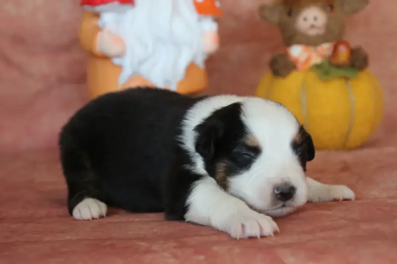 Chiot, Berger australien, élevage Du Domaine de la Canurie