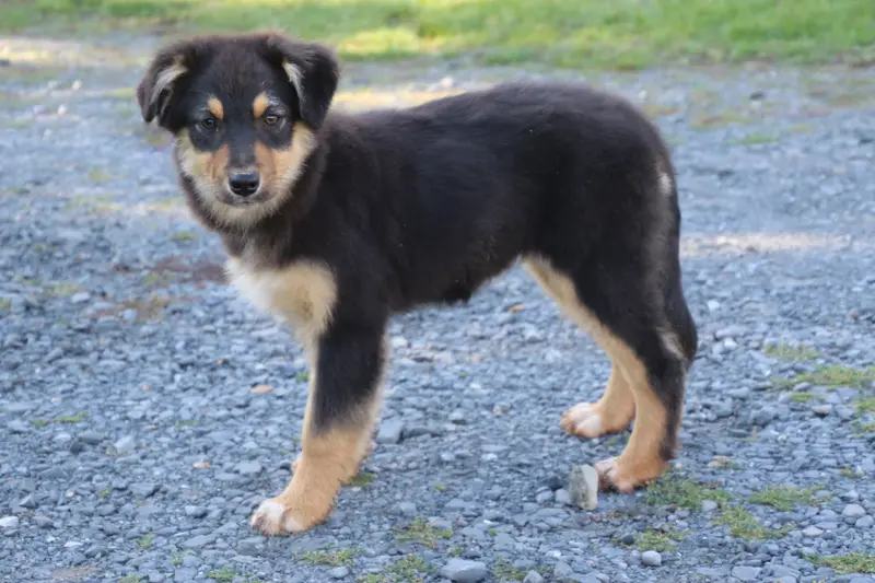 Blair, Berger australien, élevage Du Domaine de la Canurie