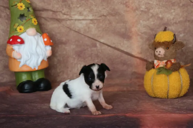 Chiot, Épagneul nain continental, élevage Du Domaine de la Canurie