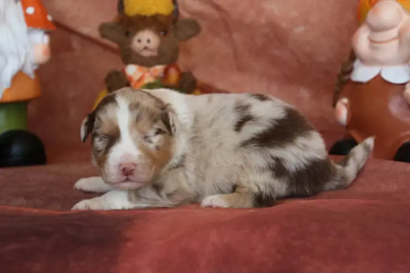 Chiot, Berger australien, élevage Du Domaine de la Canurie