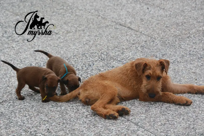 Portée de Terrier irlandais, élevage D'Imyrrha