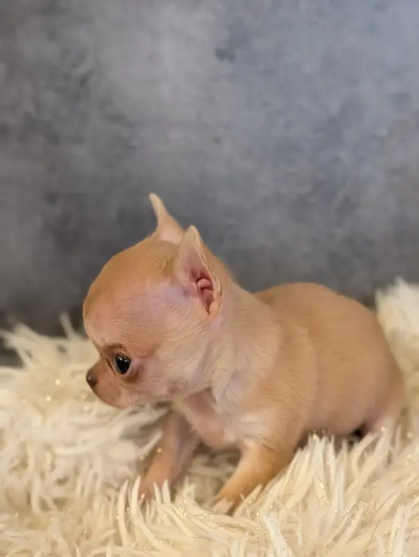 Miniature Fauve, Chihuahua, élevage De la Contree des Elfes