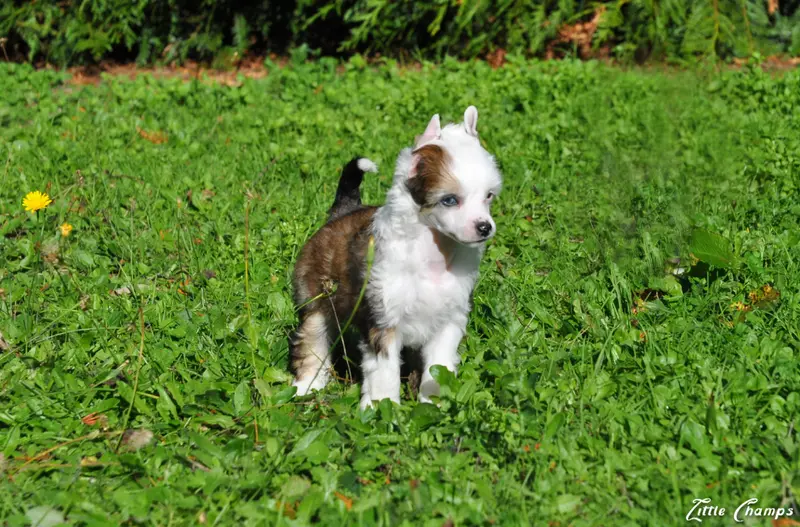 Portée de Chien chinois à crête, élevage Little Champs