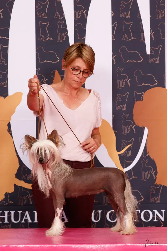 Mère de la portée de Chien chinois à crête, élevage Little Champs