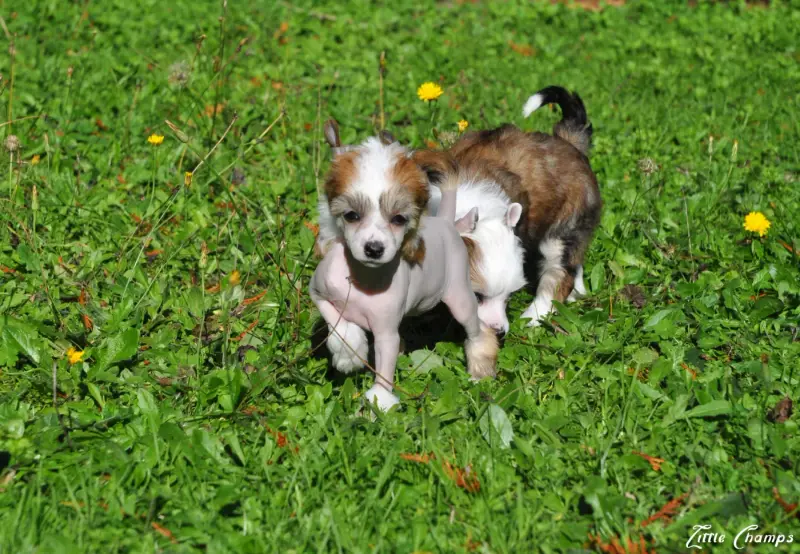 Portée de Chien chinois à crête, élevage Little Champs