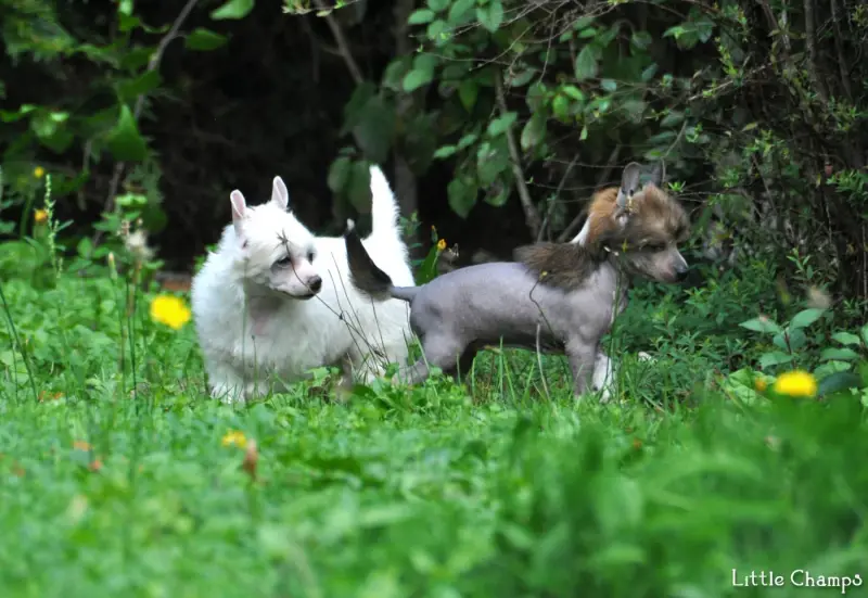 Portée de Chien chinois à crête, élevage Little Champs