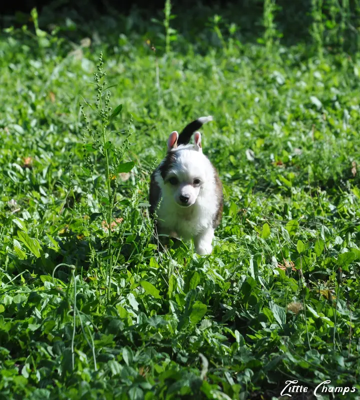 Portée de Chien chinois à crête, élevage Little Champs