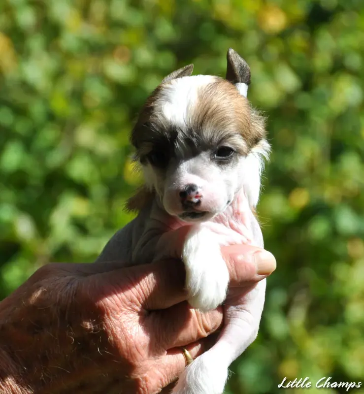 Bossa Nova, Chien chinois à crête, élevage Little Champs