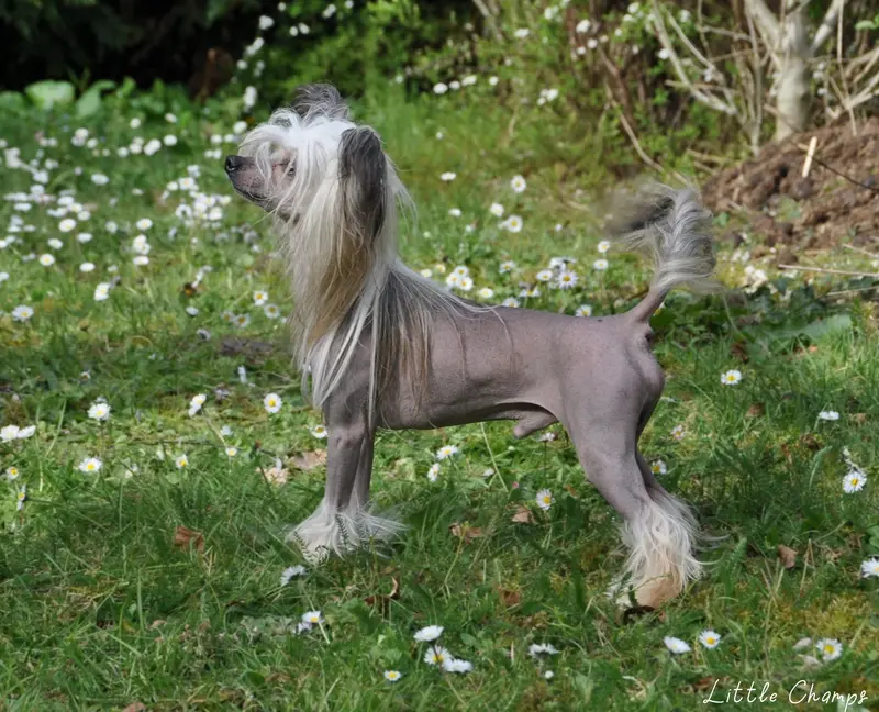 Portée de Chien chinois à crête, élevage Little Champs