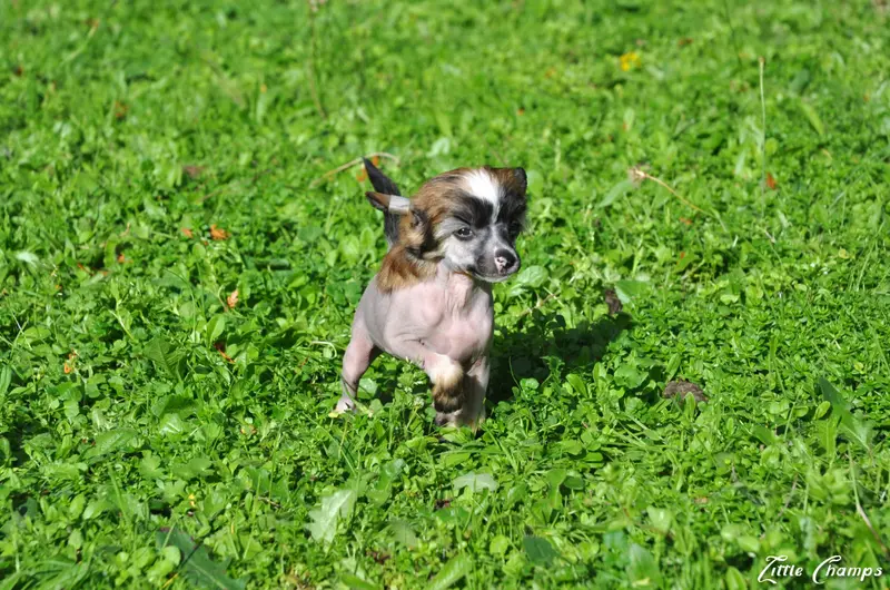 Portée de Chien chinois à crête, élevage Little Champs