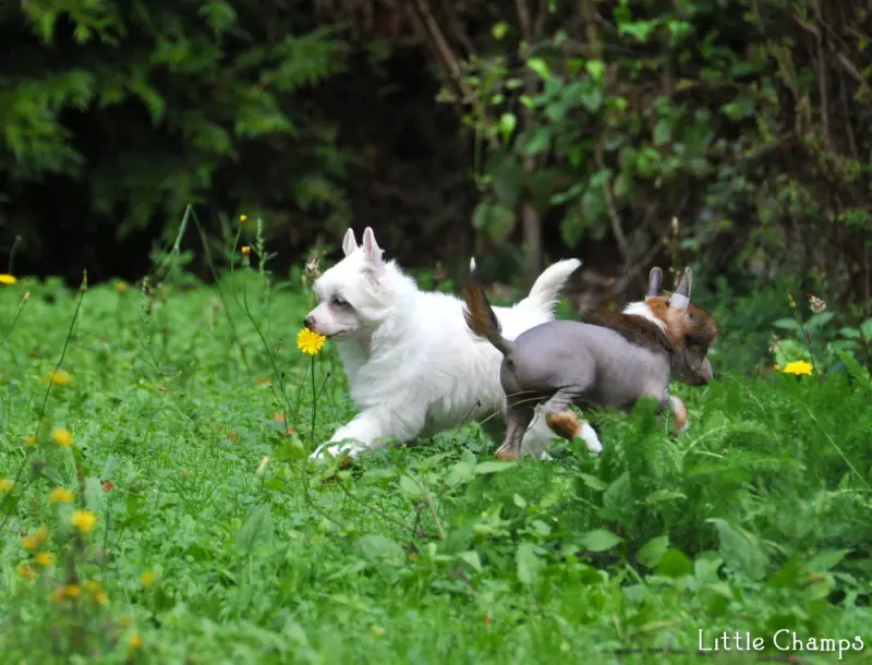 Portée de Chien chinois à crête, élevage Little Champs