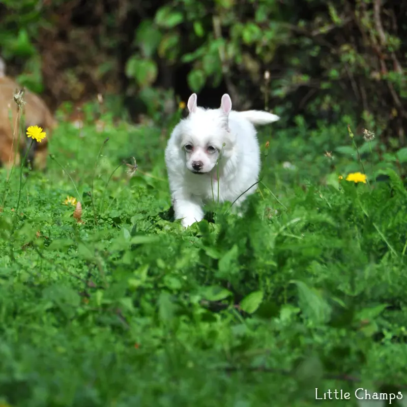 Portée de Chien chinois à crête, élevage Little Champs