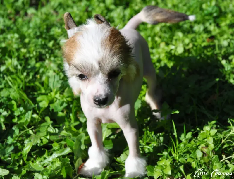 Portée de Chien chinois à crête, élevage Little Champs
