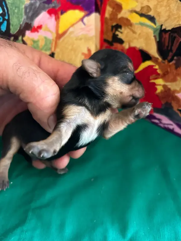 Portée de Yorkshire terrier, élevage Du Hameau de Roxane