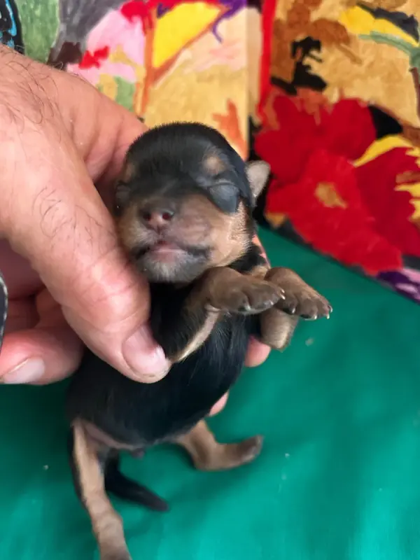 Portée de Yorkshire terrier, élevage Du Hameau de Roxane