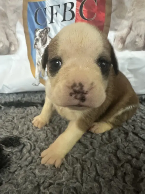 Chiot N°3 « Billie jean, Bulldog continental, élevage De la Roche de Balvenie