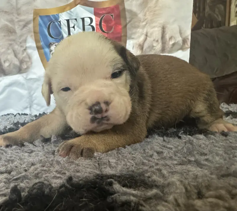 Chiot N°1 « bon jovi », Bulldog continental, élevage De la Roche de Balvenie