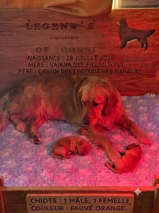 Portée de Golden retriever, élevage Legend's Girauderie of Corsi