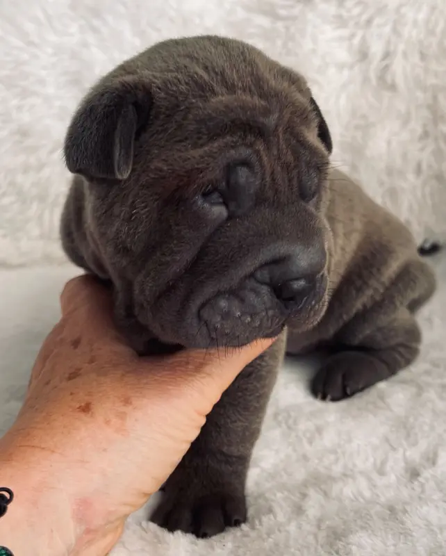 Chiot, Shar-pei, élevage De la Sagesse des Plisses