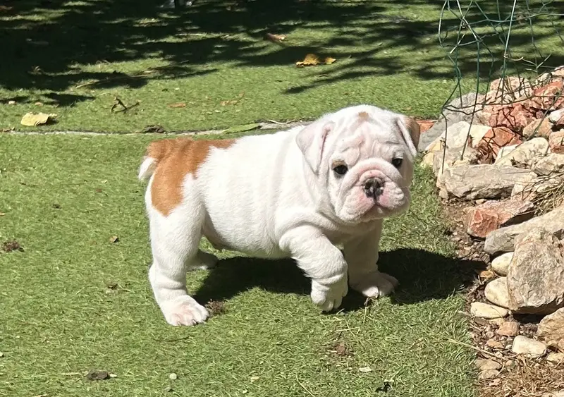 Byron, Bulldog anglais, élevage Du Roi de la Redingote
