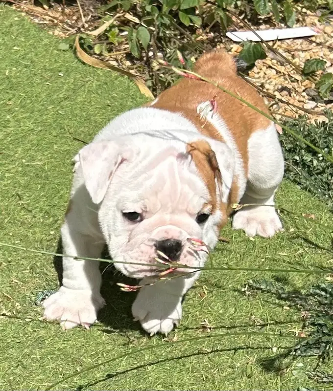 Bret, Bulldog anglais, élevage Du Roi de la Redingote