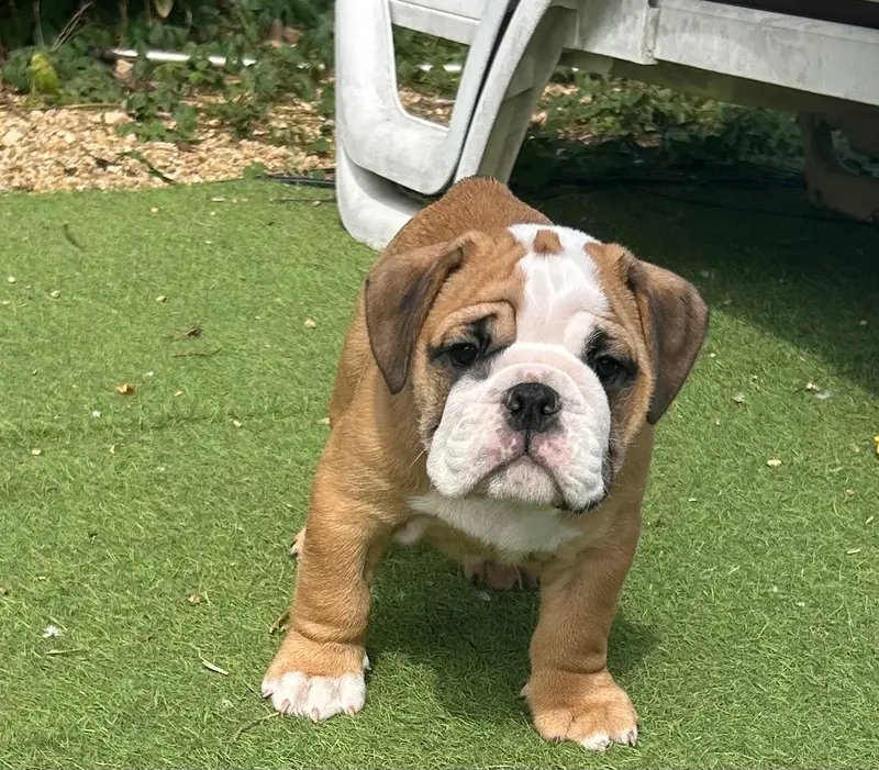 Bonbons, Bulldog anglais, élevage Du Roi de la Redingote