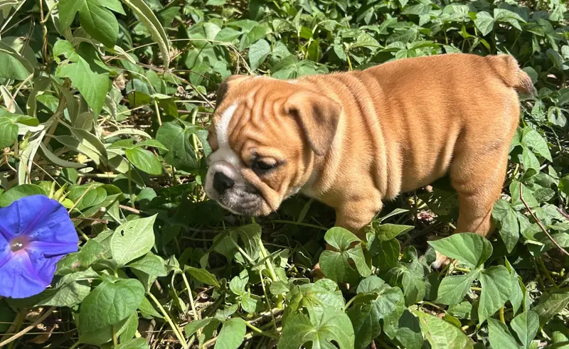 Bianca, Bulldog anglais, élevage Du Roi de la Redingote