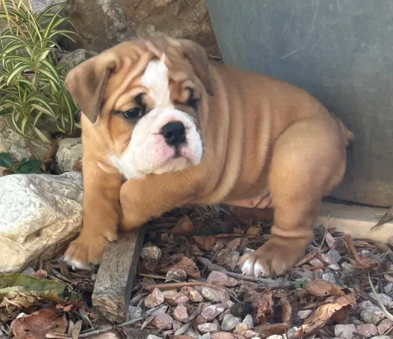 Beety boop, Bulldog anglais, élevage Du Roi de la Redingote