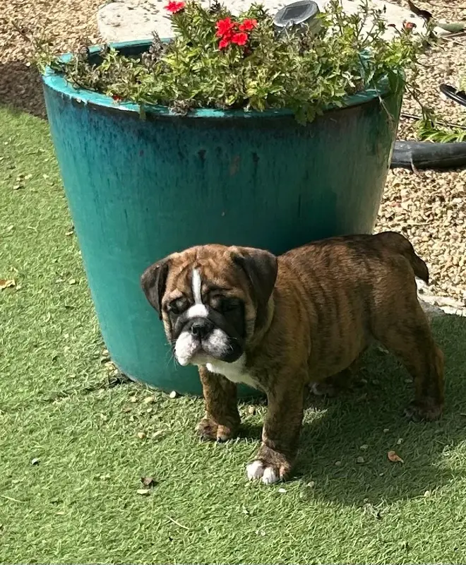 Buffy, Bulldog anglais, élevage Du Roi de la Redingote