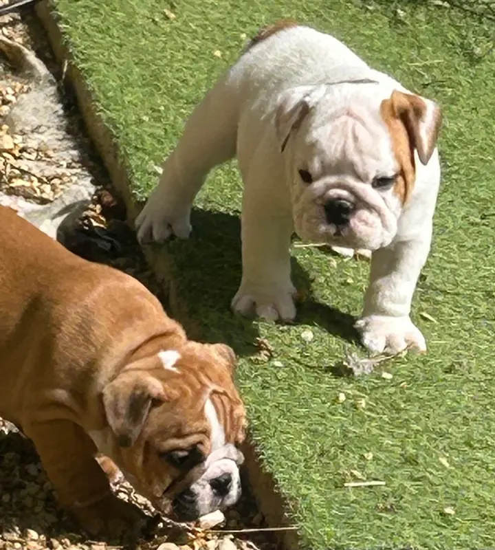 Bernard, Bulldog anglais, élevage Du Roi de la Redingote